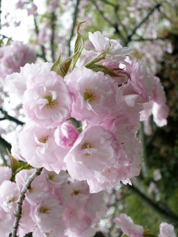 pink flowers
